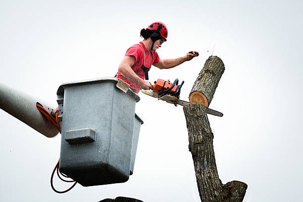 Best Tree Preservation Services  in Columbus, MS